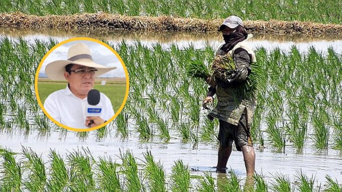 peru Piura: advierten posible déficit de agua para cultivo de arroz