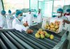 Productores de Tambogrande exigen plantas procesadoras de mango