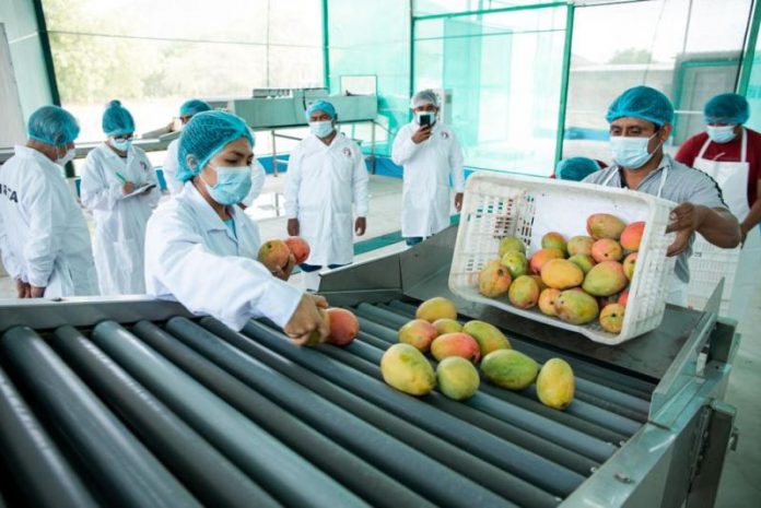 Productores de Tambogrande exigen plantas procesadoras de mango