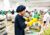 Sector agroindustrial