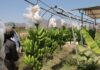 Alertan pérdidas de 4 mil hectáreas de banano por plaga fusarium