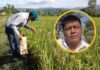 Agricultores piden seguridad ante extorsiones durante cosecha de arroz