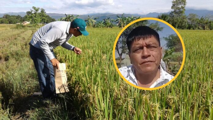 cuti (1) Agricultores piden seguridad ante extorsiones durante cosecha de arroz