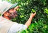 Procitus: hasta junio, las exportaciones de limón superaron las 30 mil toneladas