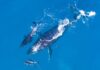 Dircetur: avistamiento de ballenas podría generar ingresos de 16 millones de dólares