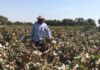 "Salvemos al algodón piurano", pide dirigente ante intenciones de cultivo de transgénicos algodon piura 2 algodón