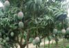 Mango y limón en riesgo de perderse por crisis hídrica
