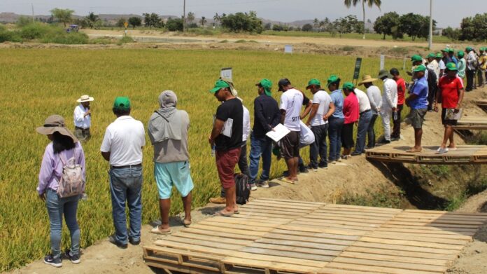 Semillas El Potrero lanza una nueva variedad de semillas de arroz precoz ideal para el Valle del Chira Semillas El Potrero lanza una nueva variedad de semillas de arroz precoz ideal para el Valle del Chira
