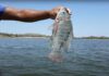 Denuncian pesca indiscriminada de tilapia en el reservorio de San Lorenzo