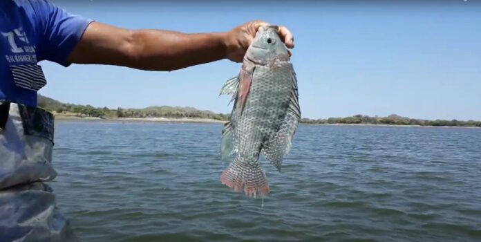 tilapia san lorenzo Denuncian pesca indiscriminada de tilapia en el reservorio de San Lorenzo