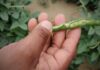 Lluvias potencian la agricultura en Tambogrande: más de 10 mil hectáreas cultivadas con frijol chileno dan fruto