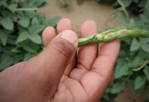 Lluvias potencian la agricultura en Tambogrande: más de 10 mil hectáreas cultivadas con frijol chileno dan fruto