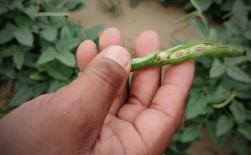 Lluvias potencian la agricultura en Tambogrande: más de 10 mil hectáreas cultivadas con frijol chileno dan fruto