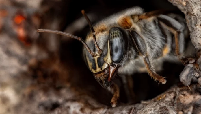Casi la mitad de los hábitats de abejas sin aguijón en la Amazonía peruana está en riesgo por la deforestación