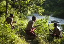 Defender la Amazonía cuesta la vida: 146 asesinatos y desapariciones de defensores ambientales en 2024