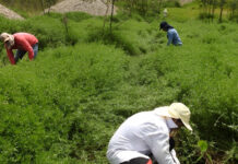 Alfalfa tropical: La estrategia de bajo costo para recuperar áreas mineras degradadas en Madre de Dios
