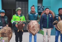 Intervienen hotel de Paracas por exhibir tortugas marinas disecadas