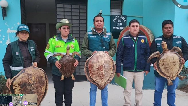 Intervienen hotel de Paracas por exhibir tortugas marinas disecadas
