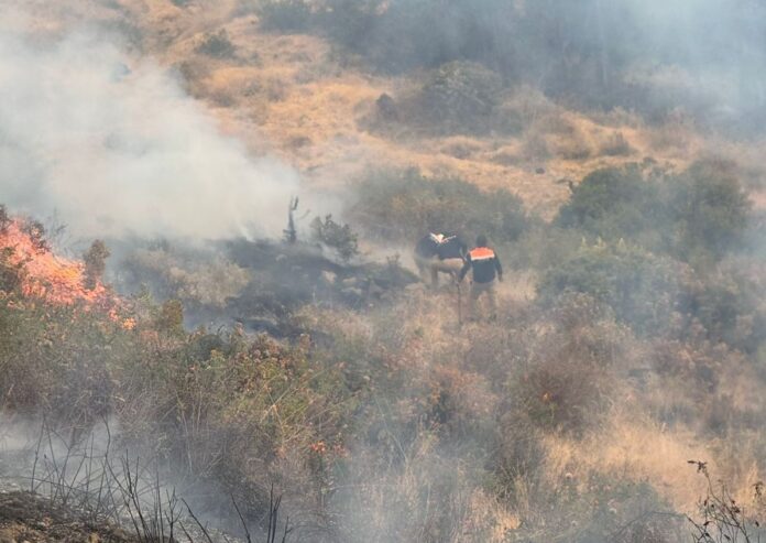 Arequipa: Incendio forestal en La Unión continua activo y afecta a Cotahuasi