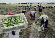 Ejecutivo promulgó Ley Chlimper 2.0: agroexportadoras obtienen beneficios tributarios pero trabajadores quedan sin derechos laborales Ley Chlimper 2.0