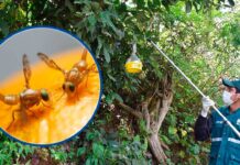 Ayacucho registra alta infestación de mosca de la fruta y productores temen pérdidas en cítricos y mangos