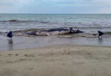 Hallan ballena jorobada muerta en Tumbes: Investigan enmallamiento con redes de pesca como causa de muerte