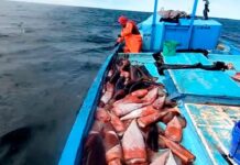 La pota impulsa la economía de Piura, pero enfrenta desafíos ante el cambio climático