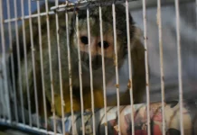Casi mil animales silvestres fueron recuperados en Lima tras operativos contra el tráfico ilegal