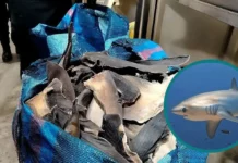 Incautan más de 12 toneladas de aletas de tiburón en operativo contra red criminal en el Callao