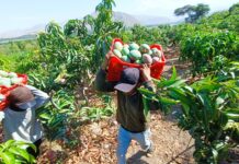 Agricultores de San Lorenzo convocan asamblea urgente por derrumbe del precio del mango