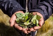 La Convención: Federación de Campesinos solicita mejorar el precio de la hoja de coca