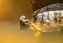 Liberan 40 tortugas de patas amarillas rescatadas del tráfico ilegal en el ACR Tahuayo