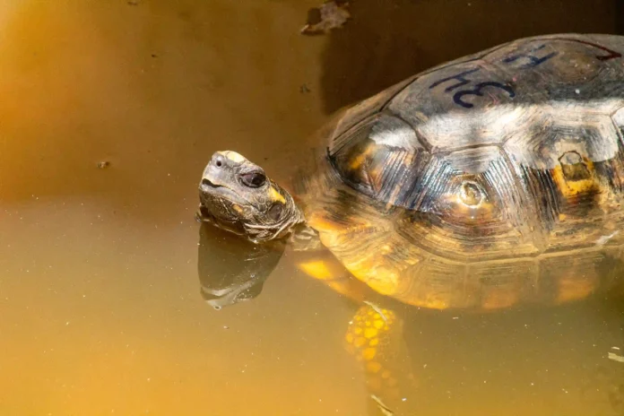 Liberan 40 tortugas de patas amarillas rescatadas del tráfico ilegal en el ACR Tahuayo
