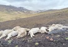 Lampa: rayo mata a ocho alpacas en comunidad de Orduña y reaviva reclamo por falta de pararrayos