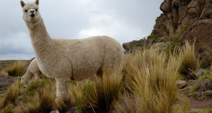Cusco puede transformar la fibra de alpaca en más empleo y desarrollo local