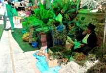 Pese a advertencias ambientales, continúa venta de plantas nativas para nacimientos en Ayacucho
