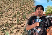 Especialista advierte que falta de reforestación pone en riesgo a Ayacucho frente a futuras sequías