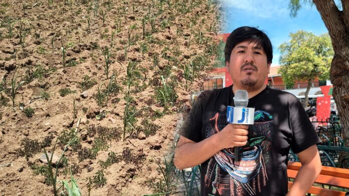Especialista advierte que falta de reforestación pone en riesgo a Ayacucho frente a futuras sequías