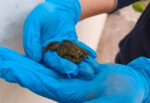 Decomisan ranas del Titicaca en Juliaca que eran ofrecidas como extracto para jugos medicinales