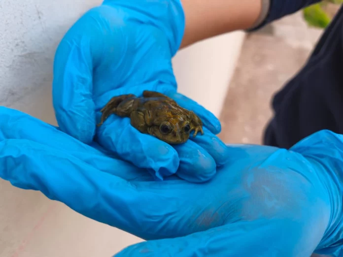 Decomisan ranas del Titicaca en Juliaca que eran ofrecidas como extracto para jugos medicinales