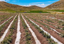 Granizadas dañan papa, quinua y haba en Azángaro, Moho y Yunguyo
