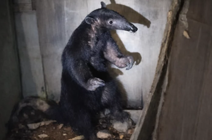 Reportan presencia de oso hormiguero gigante en sector urbano de Tingo María