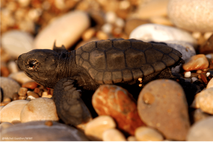Entre nidos y veraneantes: Las amenazas que enfrentan las tortugas marinas en el norte del país