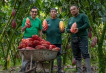 Cacao del Alto Huallaga alcanza rendimientos históricos y supera los 1000 kilos por hectárea
