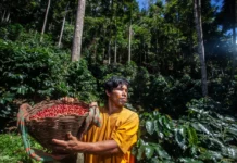 Café y cacao de la Amazonía peruana superan los US$ 3500 millones en exportaciones en 2025