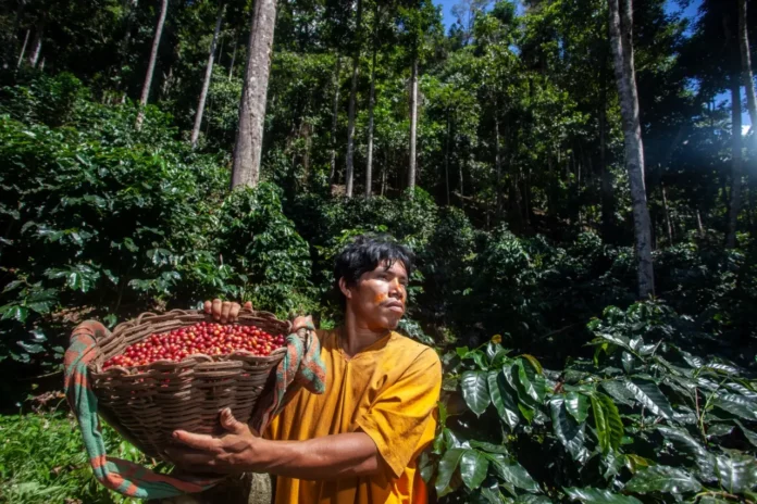 Café y cacao de la Amazonía peruana superan los US$ 3500 millones en exportaciones en 2025