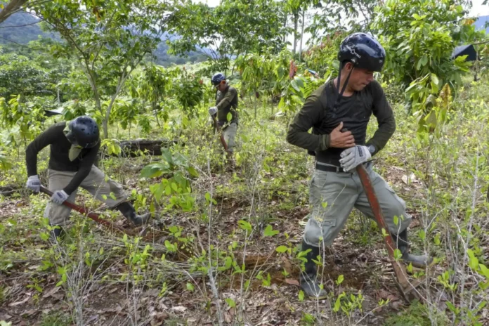 Erradican más de 578 hectáreas de cultivos ilegales de hoja de coca en 2026