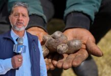 Ayacucho conserva más de 900 variedades de papa nativa, pero enfrenta trabas para posicionarlas en el mercado nacional