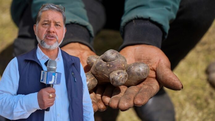 Ayacucho conserva más de 900 variedades de papa nativa, pero enfrenta trabas para posicionarlas en el mercado nacional