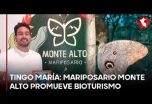 Mariposario Monte Alto impulsa bioturismo y conservación en Tingo María (VIDEO)